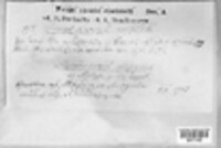 Fomes fomentarius image